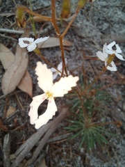 Stylidium spinulosum