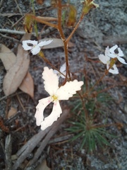 Stylidium spinulosum