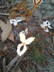 Stylidium spinulosum