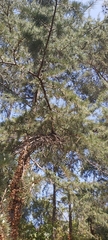 Cedrus atlantica