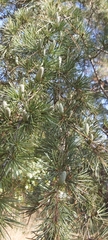 Cedrus atlantica