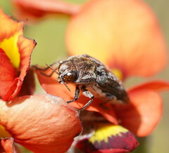 Ethonion corpulentum