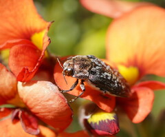 Ethonion corpulentum