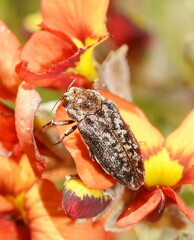 Ethonion corpulentum