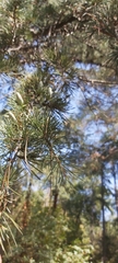 Cedrus atlantica