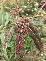 Anthocoptini