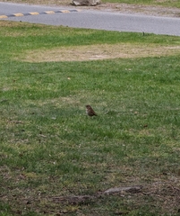 Turdus philomelos clarkei