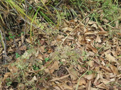 Corydalis ochotensis