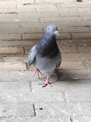 Columba livia domestica