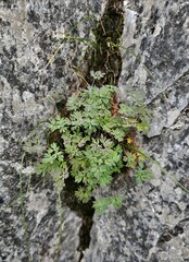 Paraquilegia anemonoides