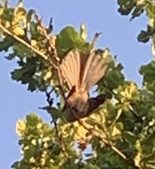 Rhipidura fuliginosa placabilis