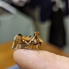 Chrysodeixis eriosoma