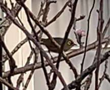 Zosterops lateralis lateralis