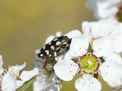 Castiarina decemmaculata