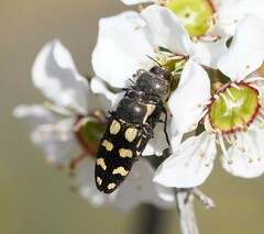 Castiarina decemmaculata