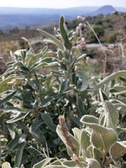 Salvia officinalis