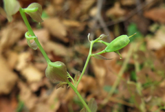 Corydalis ochotensis