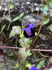 Torenia