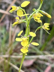 Diuris abbreviata