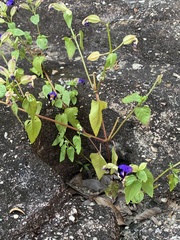 Torenia