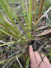 Diuris abbreviata