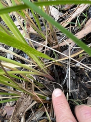 Diuris abbreviata