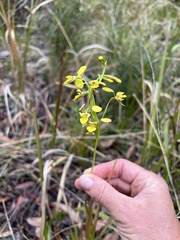 Diuris abbreviata