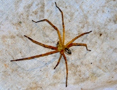 Curicaberis culiacan