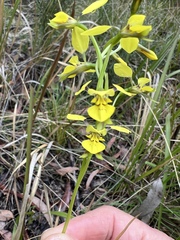 Diuris abbreviata