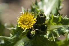 Sonchus asper