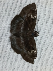 Quadrus cerialis