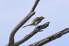 Acanthagenys rufogularis