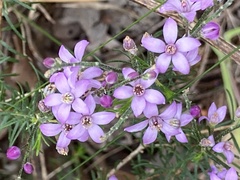 Philotheca spicata