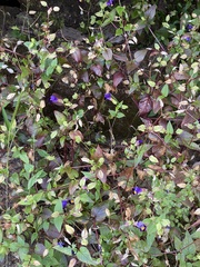 Torenia