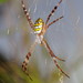 Painted Cross Spider - Photo (c) Reiner Richter, some rights reserved (CC BY-NC-SA), uploaded by Reiner Richter
