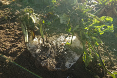 Beta vulgaris vulgaris