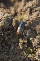 Chilothorax distinctus