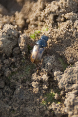 Chilothorax distinctus