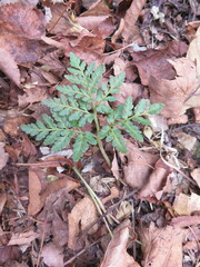 Sceptridium robustum