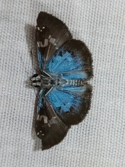 Quadrus cerialis