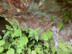 Parietaria debilis