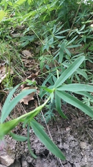 Trifolium rubens