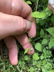Parietaria debilis