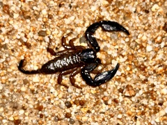 Hormurus
