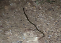 Serpentes