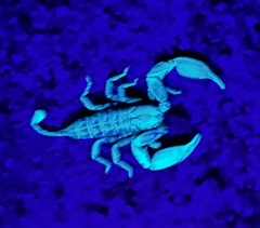 Hormurus