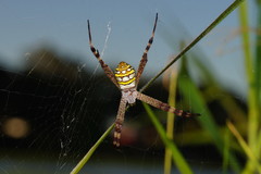 Argiope picta
