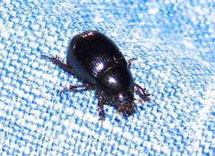 Hybosorus illigeri