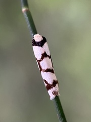 Scaptesyle dichotoma