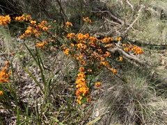 Dillwynia phylicoides